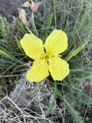 Oenothera flava