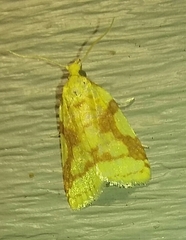 Cenopis niveana