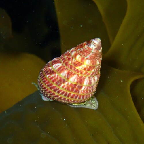 Prothalotia pulcherrima (W.Wood, 1828)
