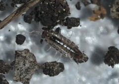 Chaetophiloscia elongata