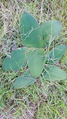 Brunsvigia bosmaniae