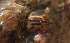 Hygrotus versicolor