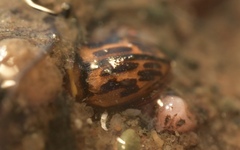 Hygrotus versicolor