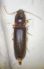 Athous cucullatus