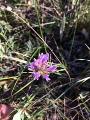 Astragalus laxmannii robustior