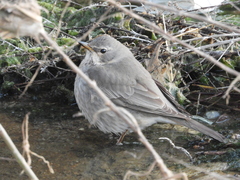 Turdus atrogularis × ruficollis