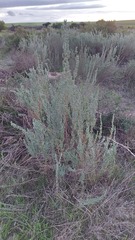 Eriocephalus racemosus