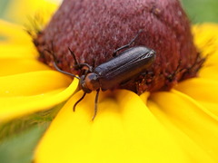 Nemognatha nemorensis