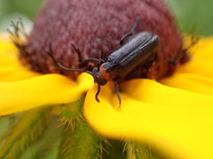 Nemognatha nemorensis