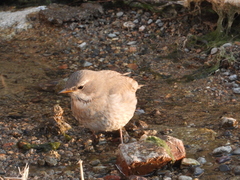 Turdus atrogularis × ruficollis