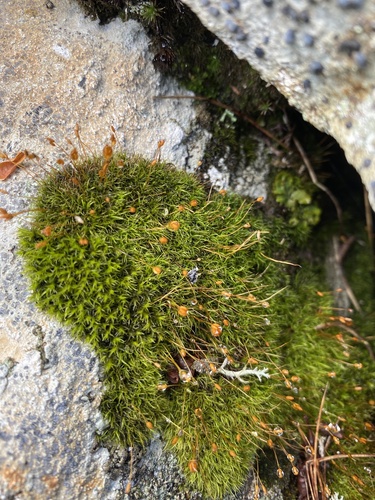 mountain pincushion