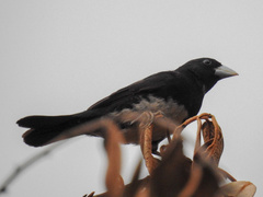 Conothraupis mesoleuca