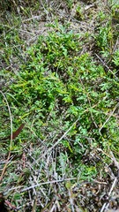 Hermannia procumbens myrrhifolia