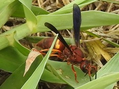 Euodynerus crypticus