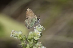 Callophrys affinis apama