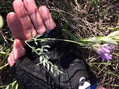 Astragalus laxmannii robustior