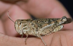 Calliptamus italicus
