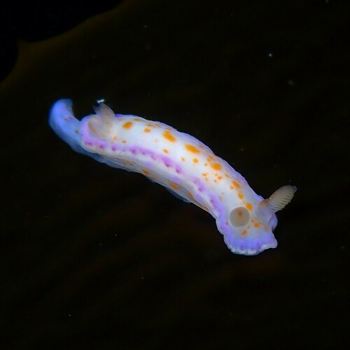 Thorunna perplexa