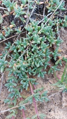 Lampranthus sociorum