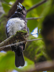 Conothraupis mesoleuca