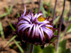 Afroaster perfoliatus