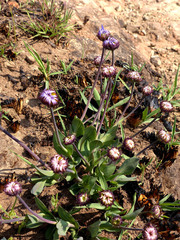 Afroaster perfoliatus