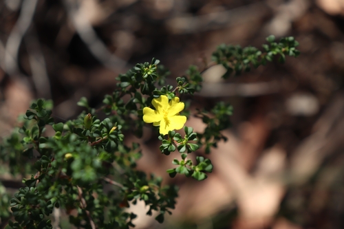 Image of Hibbertia monogyna by (c) Liam southwell, some rights reserved (CC BY)