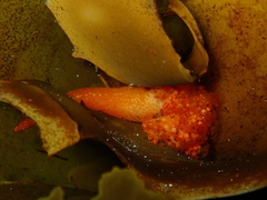 Candelabrum australe