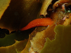 Candelabrum australe