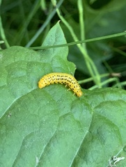Pristiphora geniculata