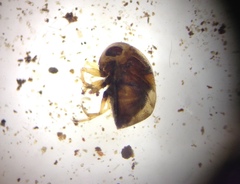 Neoplea
