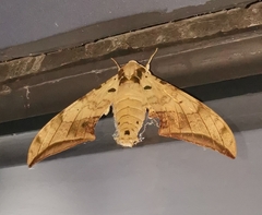 Ambulyx sericeipennis