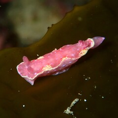 Thorunna arbuta
