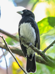 Conothraupis mesoleuca