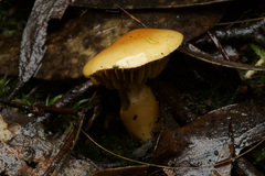 Cortinarius sinapicolor