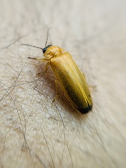 Abscondita