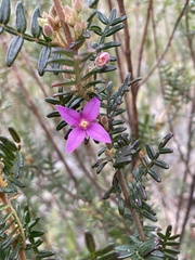 Boronia amabilis