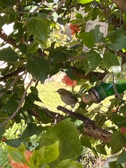 Zosterops virens capensis