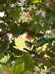 Zosterops virens capensis