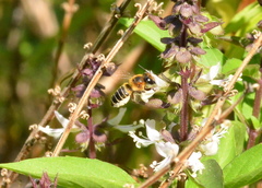 Megachile laticeps