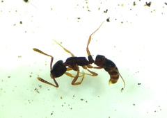 Hypoponera opaciceps