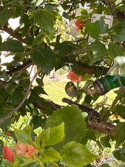 Zosterops virens capensis