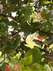 Zosterops virens capensis