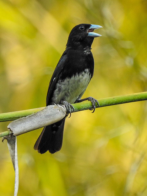 Black-and-white and Cone-billed Tanagers