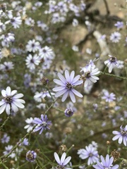 Olearia ramosissima