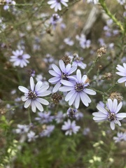 Olearia ramosissima