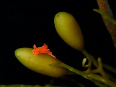 Polycera parvula