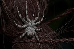 Pandercetes gracilis
