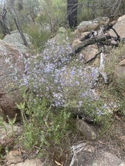 Olearia ramosissima