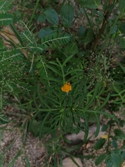 Melampodium linearilobum